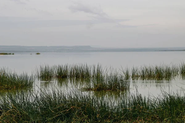 Kenya Naivasha Gölü Ndeki Sümbülü Manzarası — Stok fotoğraf