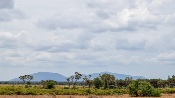 Uma Estrada Terra Batida Savana Parque Nacional Tsavo East Quênia — Fotografia de Stock