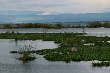 Kenya Naivasha Gölü 'ndeki su sümbülü manzarası 