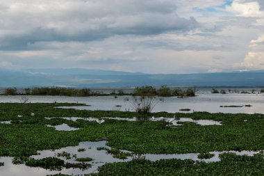 Kenya Naivasha Gölü 'ndeki su sümbülü manzarası 