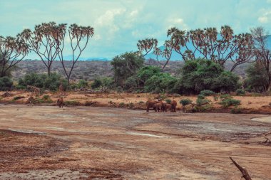 Ewaso Nyiro Nehri, Samburu Ulusal Rezervi, Kenya 'da bir Afrika fili sürüsü (Loxodonta Africana)
