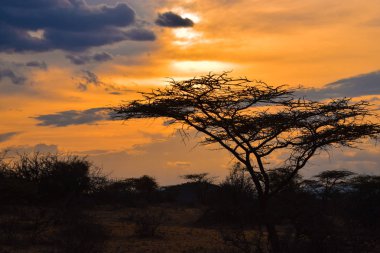 Samburu Ulusal Rezervinde Savannah Günbatımı, KENYA
