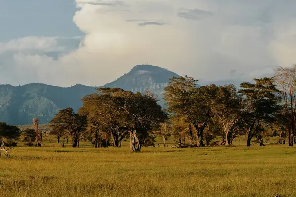 Droga Polna Sawannie Łąki Tsavo East National Park Kenia — Zdjęcie stockowe