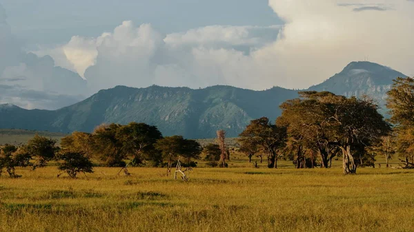 Droga Polna Sawannie Łąki Tsavo East National Park Kenia — Zdjęcie stockowe