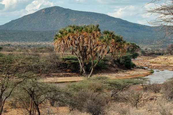 Kenya 'daki Samburu Ulusal Rezervi' nin kurak manzaralarında Ewaso Nyiro Nehri