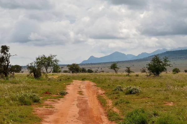 Stado Bawołów Sawannowej Łące Tsavo East National Park Kenia — Zdjęcie stockowe