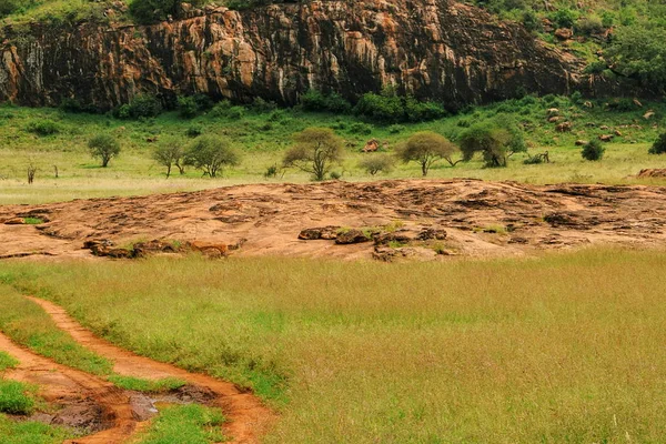 Flock Bufflar Savannens Gräsmark Tsavo East National Park Kenya — Stockfoto