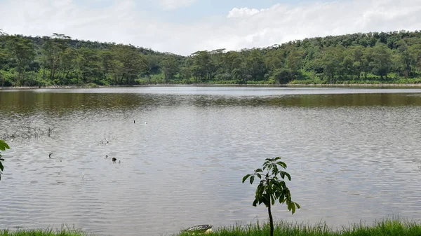 场景湖与天空的对比 肯尼亚奈瓦沙火山口湖 — 图库照片