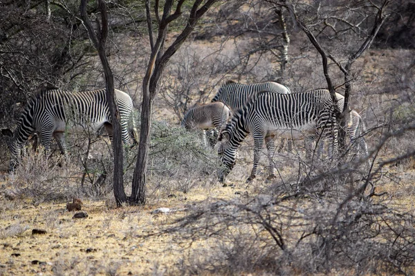 Zebra Grazen Het Wild Samburu National Reserve Kenia — Stockfoto