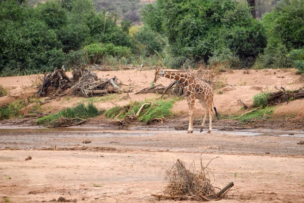 Een Kudde Afrikaanse Olifanten Loxodonta Africana Bij Ewaso Nyiro River — Stockfoto