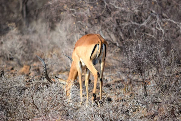 Flock Antiloper Naturen Vid Nakuru Nationalpark Kenya — Stockfoto