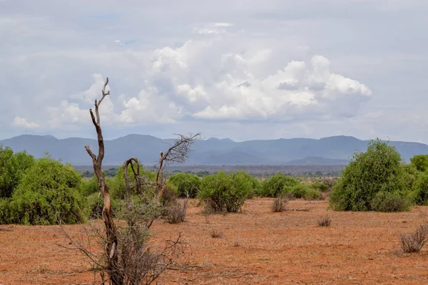 Kenya Daki Samburu Ulusal Rezervi Nin Kurak Manzaralarında Ewaso Nyiro — Stok fotoğraf