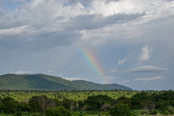 Krajobraz Użytków Zielonych Savannah Parku Narodowym Tsavo Kenya — Zdjęcie stockowe