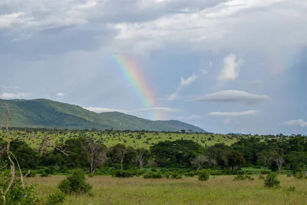 Krajobraz Użytków Zielonych Savannah Parku Narodowym Tsavo Kenya — Zdjęcie stockowe