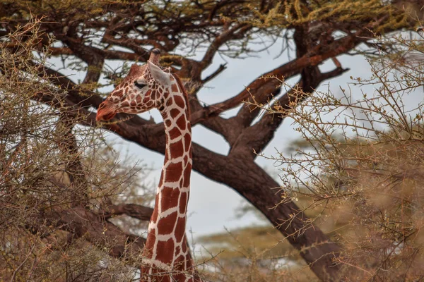 Una Mandria Giraffe Pascolo Natura Nella Riserva Nazionale Del Samburu — Foto Stock