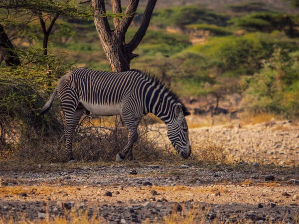 Zebras Pastando Natureza Reserva Nacional Samburu Quênia — Fotografia de Stock