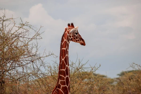 Rebanho Girafas Pastando Natureza Reserva Nacional Samburu Quênia — Fotografia de Stock