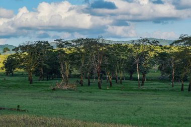 Savannah çayırları Tsavo Ulusal Parkı, KENYA