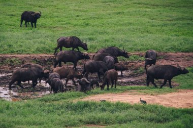 Vahşi doğada bir bufalo sürüsü, Tsavo Doğu Ulusal Parkı, Kenya