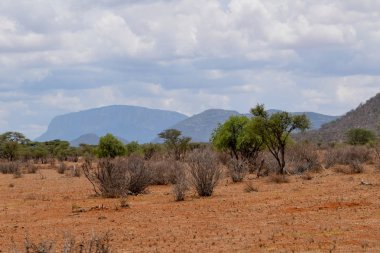 Samburu, Kenya 'da, dağlık bir arka planda ıssız manzaralar
