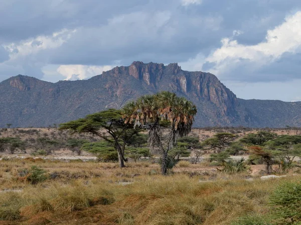 Kenya Samburu Milli Parkı Ndaki Ewaso Nyiro Nehri Nde Kurak — Stok fotoğraf