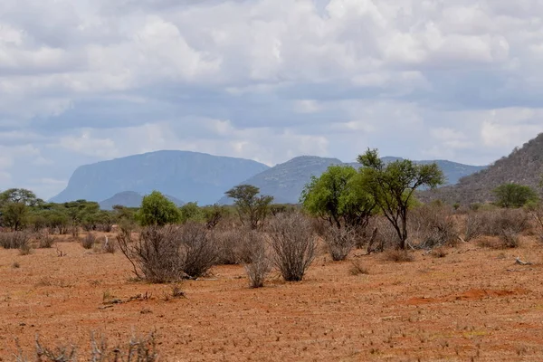 山の背景を背景に風景を避ける Samburu Kenya — ストック写真