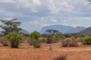 Samburu, Kenya 'da, dağlık bir arka planda ıssız manzaralar