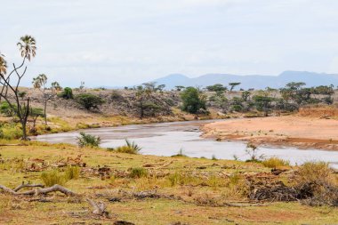 Kenya Samburu Milli Parkı 'ndaki Ewaso Nyiro Nehri' nde kurak bir zemine karşı bir nehir.
