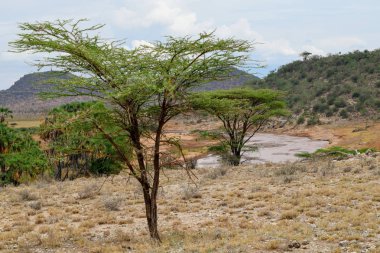 Kenya Samburu Milli Parkı 'ndaki Ewaso Nyiro Nehri' nde kurak bir zemine karşı bir nehir.