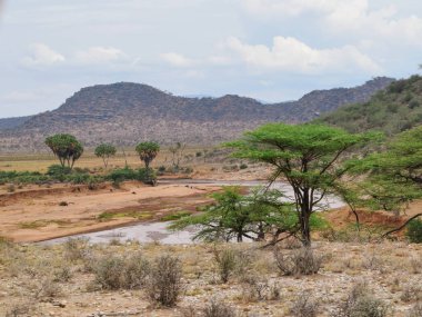 Kenya Samburu Milli Parkı 'ndaki Ewaso Nyiro Nehri' nde kurak bir zemine karşı bir nehir.