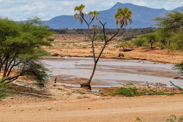 Kenya Samburu Milli Parkı Ndaki Ewaso Nyiro Nehri Nde Kurak — Stok fotoğraf
