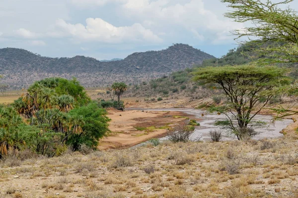 Kenya Samburu Milli Parkı Ndaki Ewaso Nyiro Nehri Nde Kurak — Stok fotoğraf