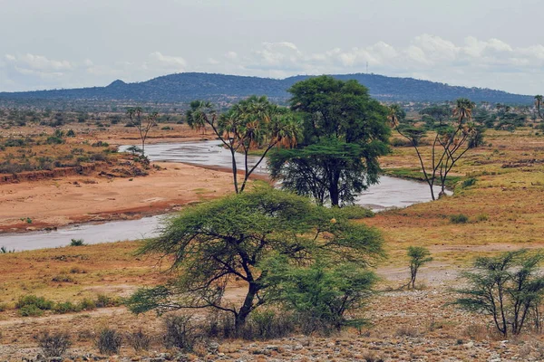 Kenya Samburu Milli Parkı 'ndaki Ewaso Nyiro Nehri' nde kurak bir zemine karşı bir nehir.