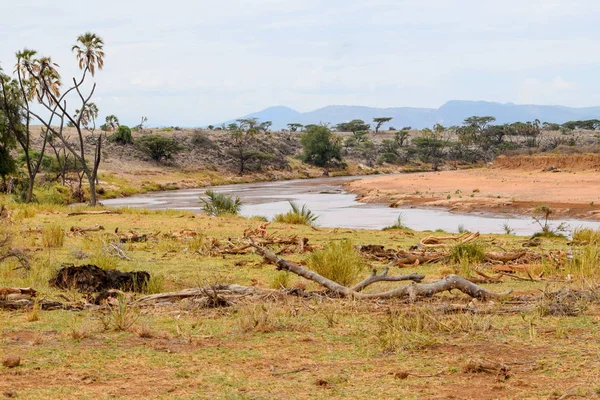 Kenya Samburu Milli Parkı Ndaki Ewaso Nyiro Nehri Nde Kurak — Stok fotoğraf