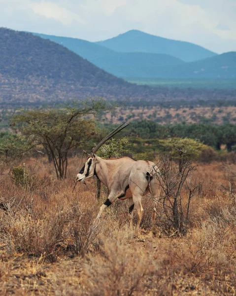 Beisa Oryx Eller Östafrikansk Oryx Betar Vilt Samburu National Reserve — Stockfoto