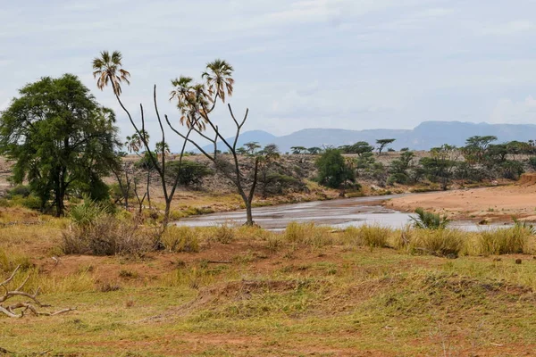 Rivière Ewaso Nyiro Dans Parc National Samburu Kenya — Photo