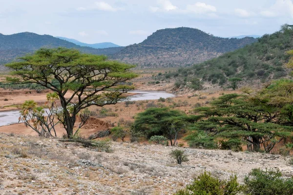 Kenya Samburu Milli Parkı Ndaki Ewaso Nyiro Nehri Nde Kurak — Stok fotoğraf