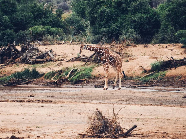 Una Mandria Giraffe Pascolo Natura Nella Riserva Nazionale Del Samburu — Foto Stock