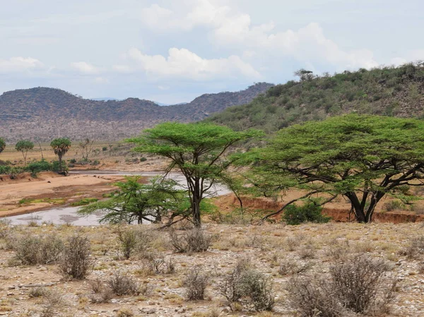 肯尼亚Samburu国家公园的Ewaso Nyiro河 一条干旱背景下的河流 — 图库照片