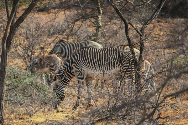 Зебрас Обитающий Дикой Природе Национальном Заповеднике Самбуру Кения — стоковое фото