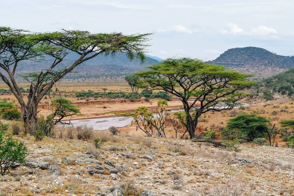 Fiume Sullo Sfondo Arido Fiume Ewaso Nyiro Nel Parco Nazionale Foto Stock