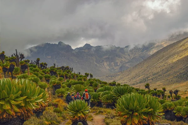 Group Hikers Scenic Mountain Landscapes Mount Kenya — Stock Photo, Image