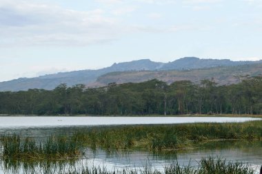 Scenci Lke Against Sky, Elementaita Gölü, Nivasha, Rift Vadisi, Kenya