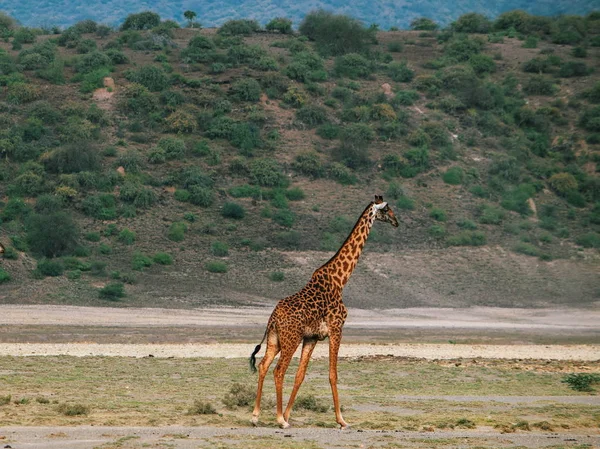 Una Mandria Giraffe Pascolo Natura Nella Riserva Nazionale Del Samburu — Foto Stock