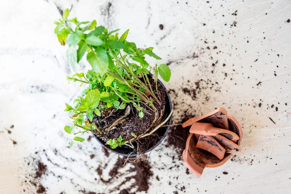 Vaso Fiori Argilla Rotto Con Pianta Verde Sul Pavimento Legno — Foto Stock