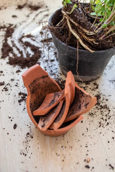 Zerbrochener Tonblumentopf Mit Grüner Pflanze Auf Holzboden Schadenskonzept — Stockfoto