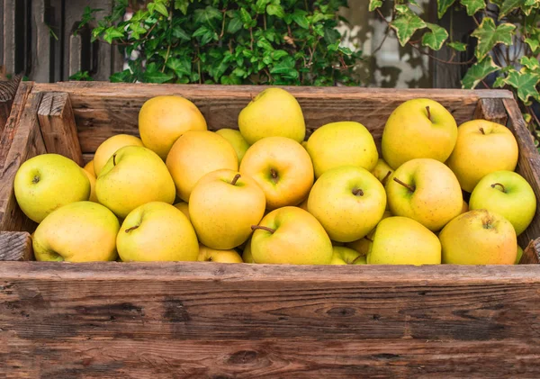 Fresh Apples Wooden Box Autumn Harvest Concept — Stock Photo, Image