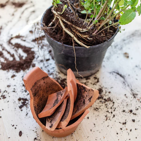 Maceta Flores Arcilla Rota Con Plantas Verdes Suelo Madera Concepto — Foto de Stock