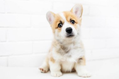 Köpek yavrusu Galce Corgi Pembroke beyaz tuğla duvar arka plan üzerinde