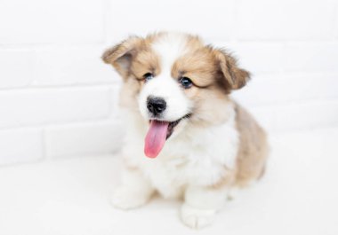 Köpek yavrusu Galce Corgi Pembroke beyaz tuğla duvar arka plan üzerinde